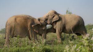 260420_ECCC_ATHARV PACHARNE_ELEPHANT HERD_EMMA & TARA_MORNING WALK_9
