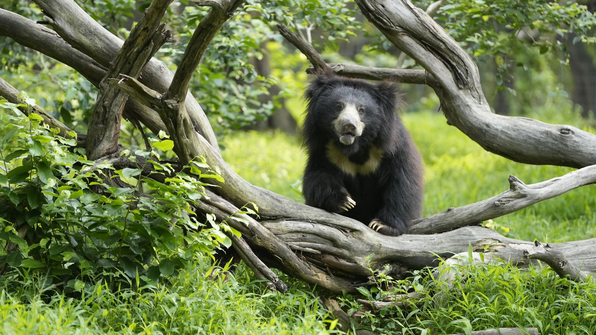 Bear Diary: Inside Mowgli’s World Of Curiosity
