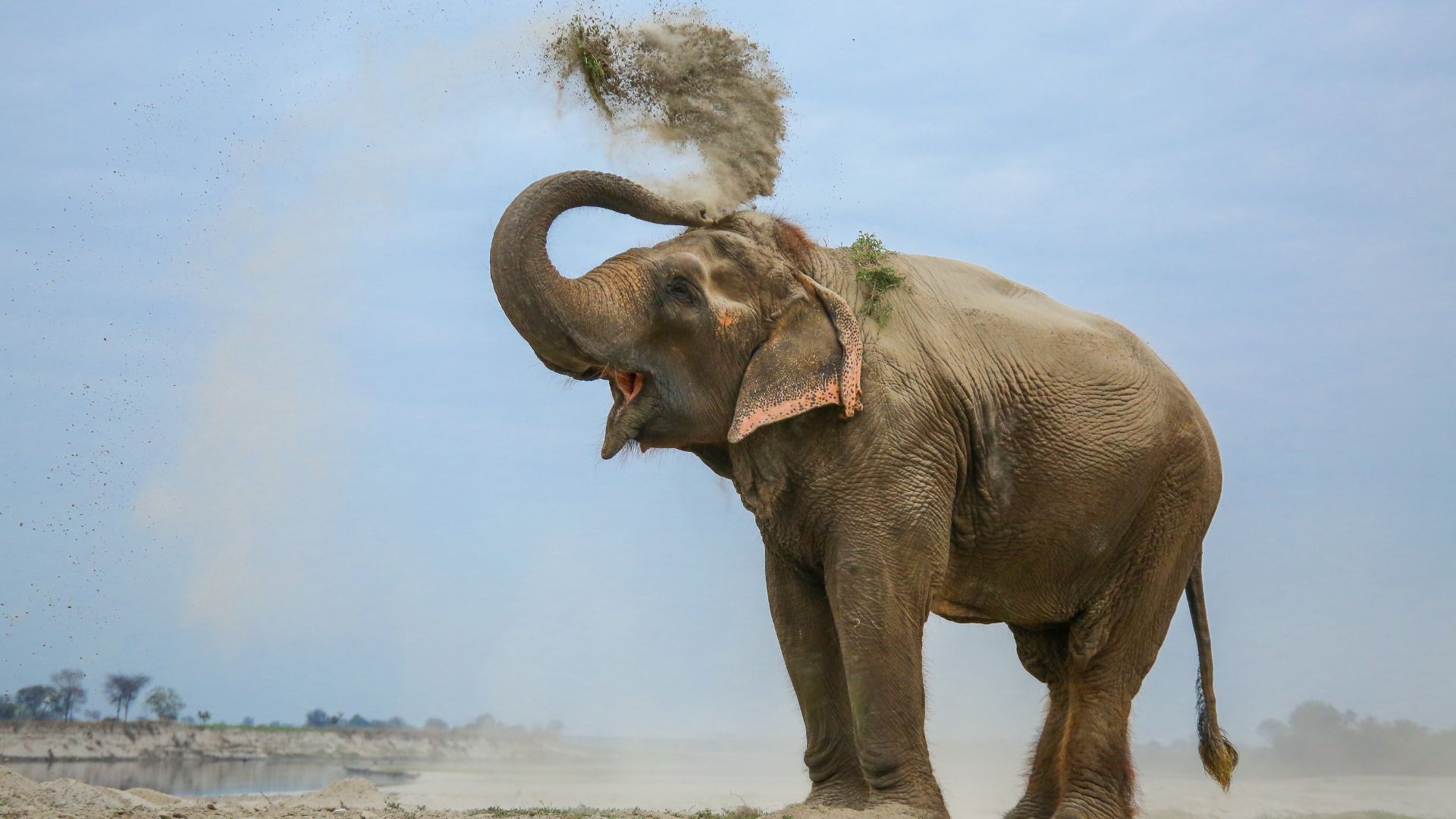 10 Amazing Elephant Facts That Sound Made Up (But Are True!)