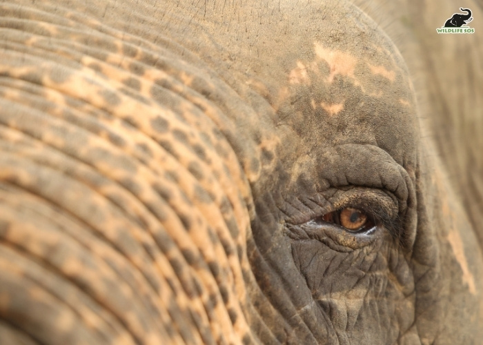 250806_ERC_MRADUL_ELEPHANT_LILLY_EYE (201)