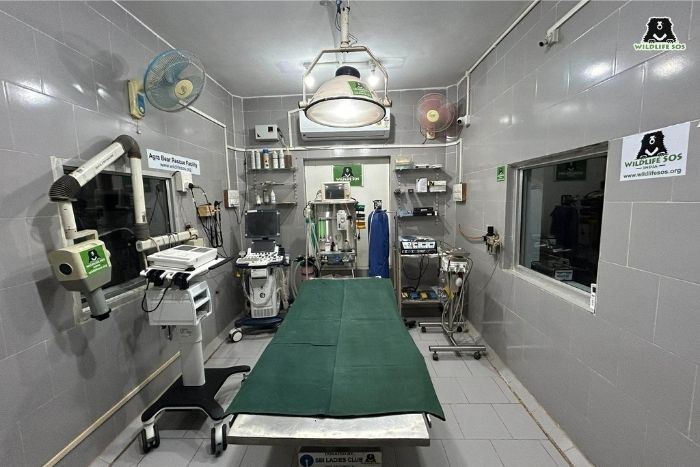 All four Wildlife SOS sloth bear centres have a state-of-the-art operation theatre where various procedures from general health checkups to complex surgeries are conducted.