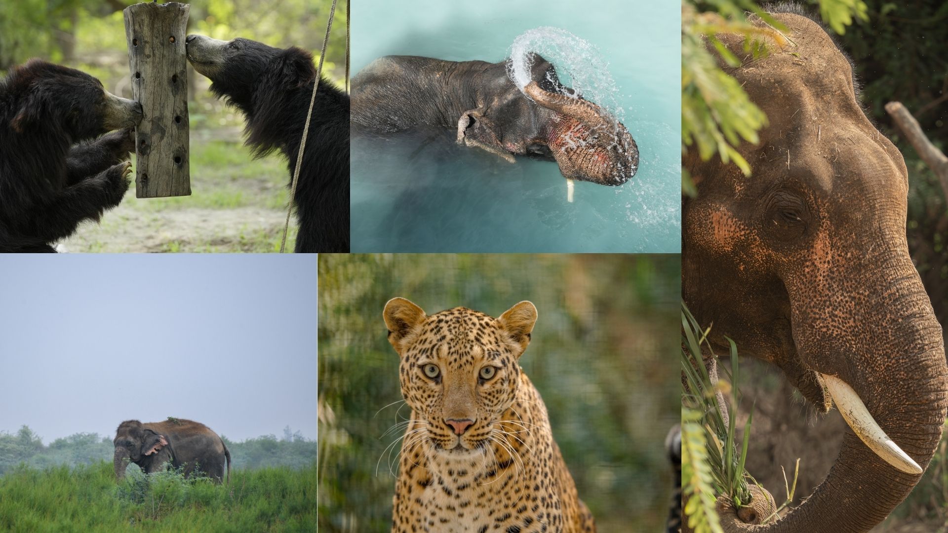 Scrolling Through ‘WildlifeGram’: If Our Rescued Residents Had Social Media…