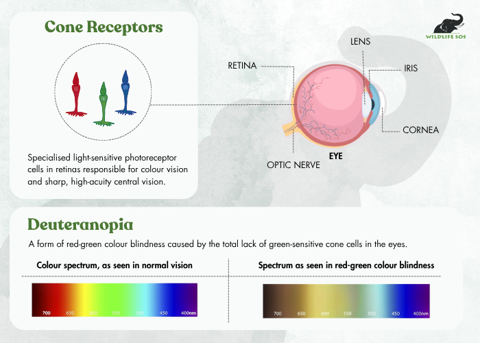 Cone Receptors&Deuteroponia_Sneha Parul