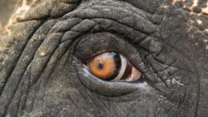 EHC_VINEET SINGH_VAYU_EYE