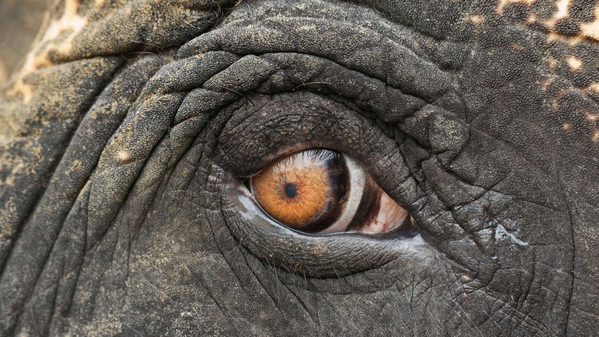 Keeping An Eye On Elephant Eyesight