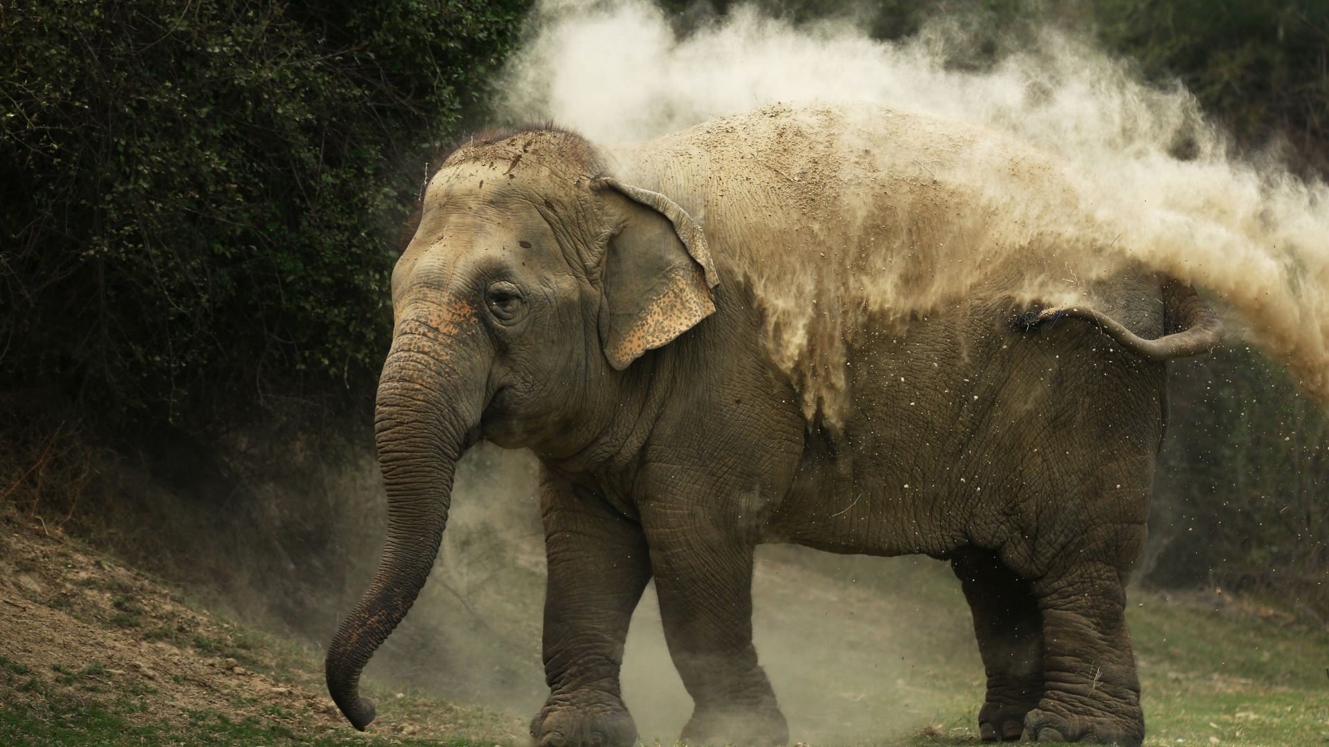 Why Do Elephants Love Mud So Much?