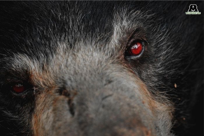 The cruelty of captivity often leads to partial or complete blindness in rescued sloth bears, further impairing their poor eyesight