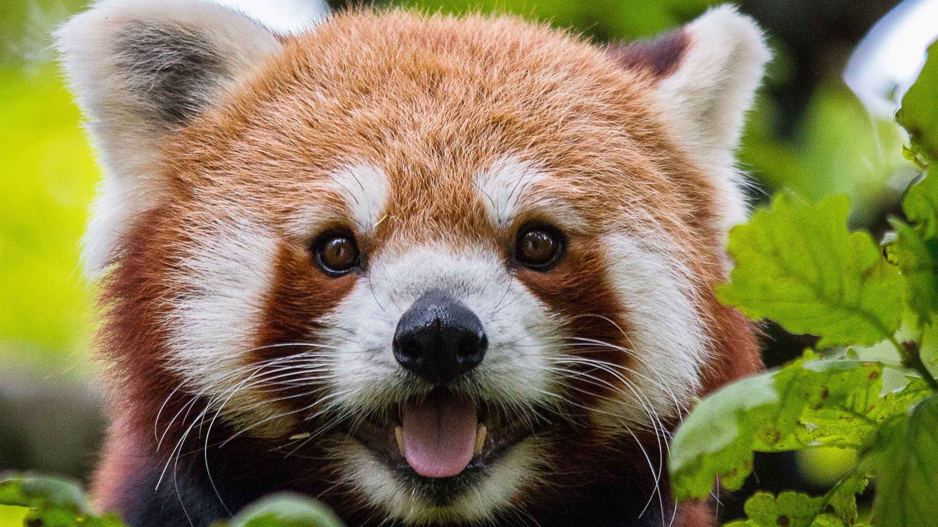 Things You Didn’t Know About: Red Panda