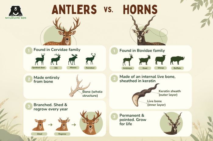 Horns vs Antlers_Anshika Jain