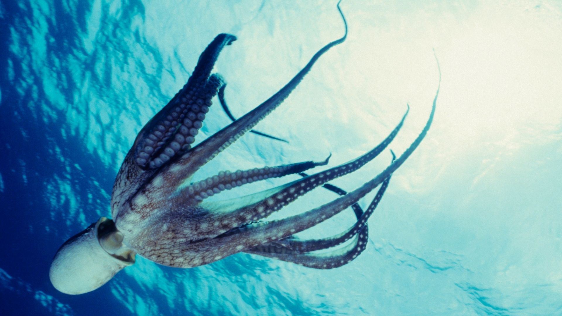 Octopus: Ocean’s Remarkably Bright Creature