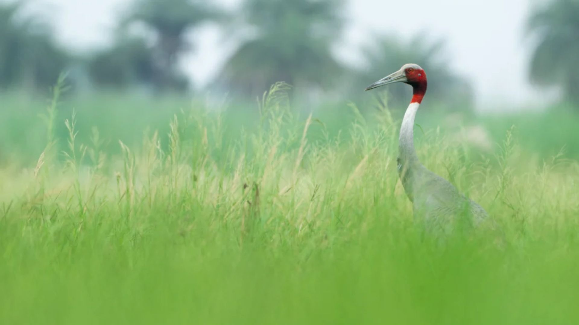The Wildlife That Comes Alive With India’s Monsoon