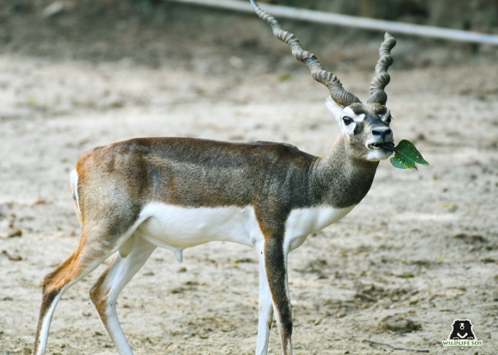 blackbuck_Manika Chawla