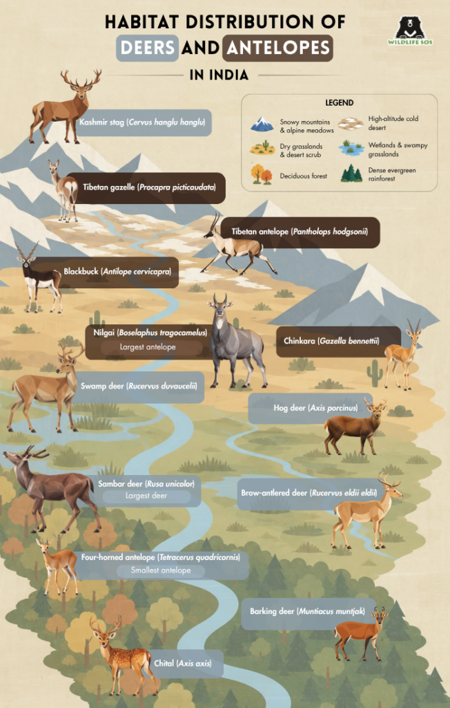 eer and antelopes in india_Anshika Jain