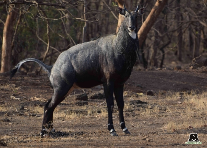 nilgai_Manika Chawla
