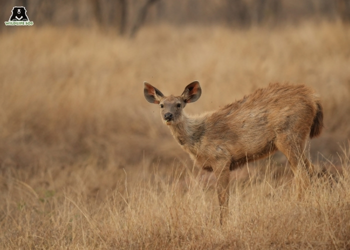 sambar_Mradul Pathak