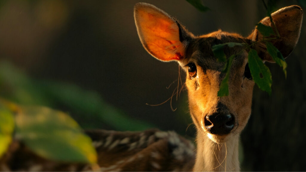 spotted deer_Atharva Pacharne