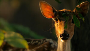 spotted deer_Atharva Pacharne