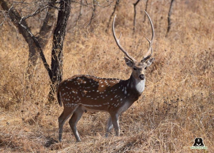 spotted deer_Manika Chawla